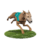 CASH88娛樂城白金賽狗